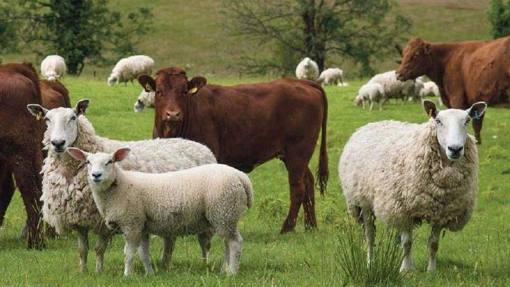 Rezakhani animal husbandry