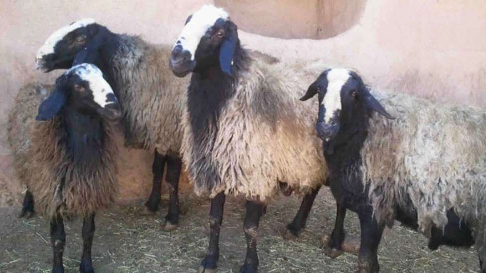 Rezakhani animal husbandry