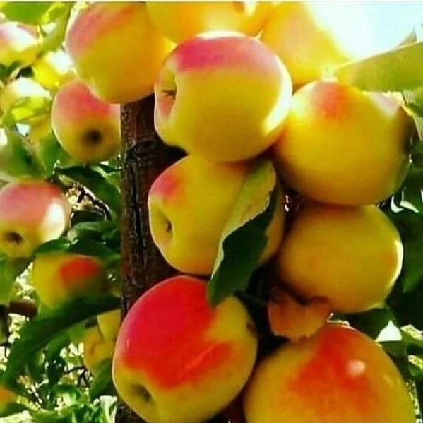 نهالستان