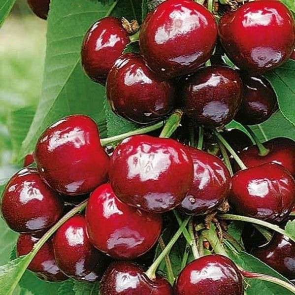 نهالستان