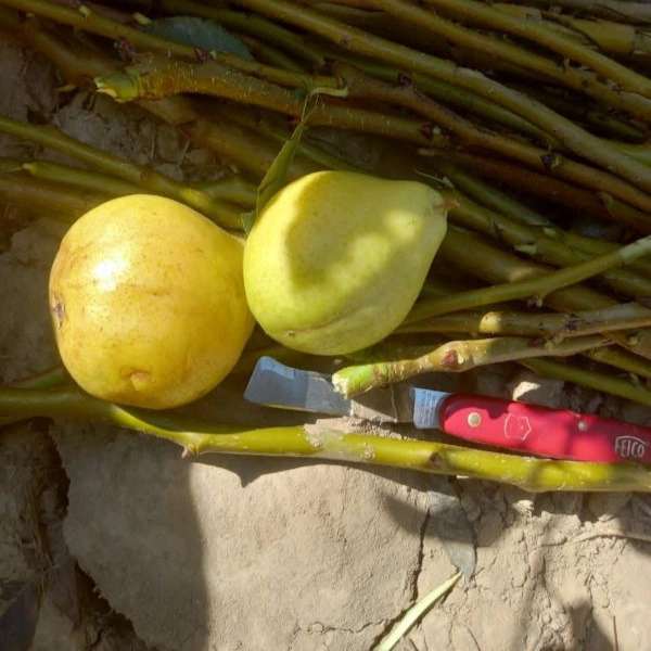 نهالستان