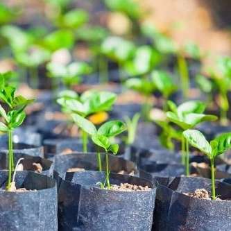 نهالستان یاسین دردماوند