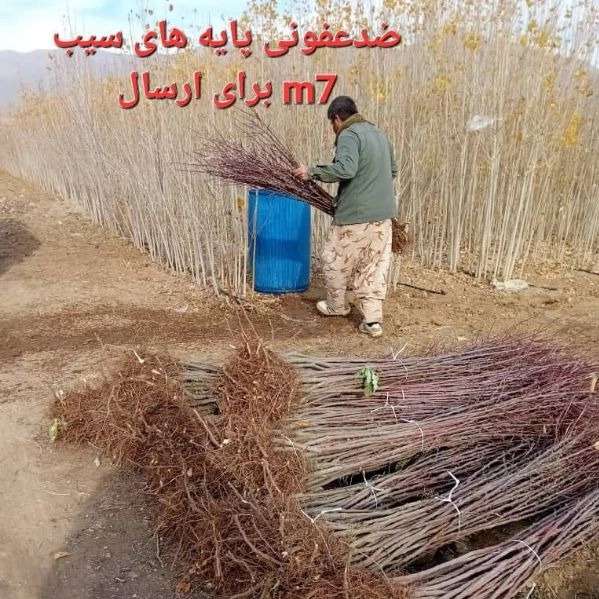 انواع نهال یاسین