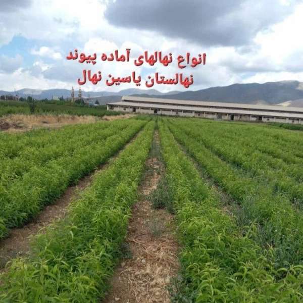 انواع نهال یاسین