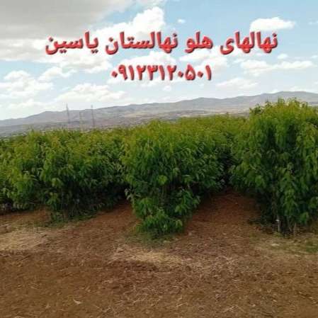 انواع نهال یاسین