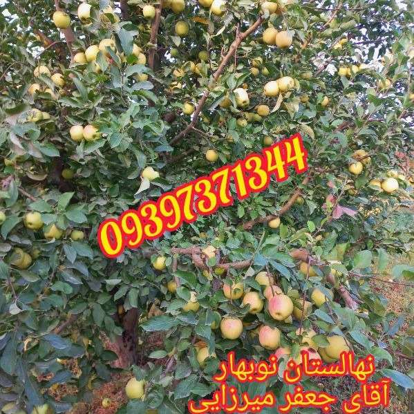 نهالستان نوبهار جعفرمیرزایی