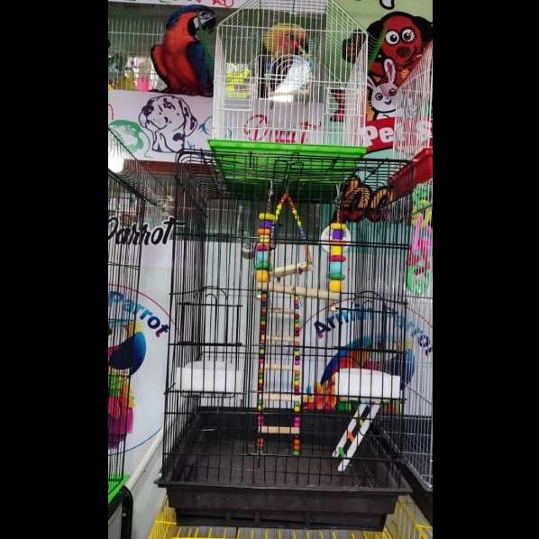 طوطی آرمین پاروت