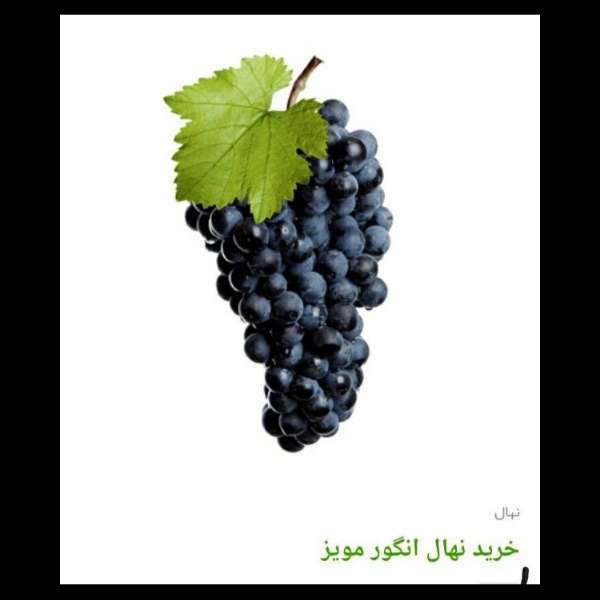 انواع ارقام نهال انگور