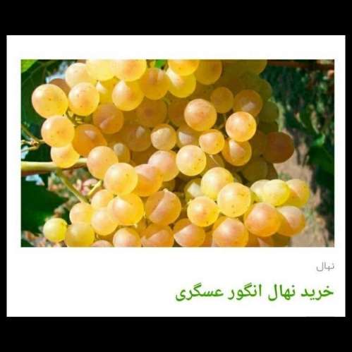 انواع ارقام نهال انگور