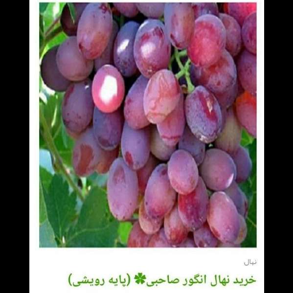 انواع ارقام نهال انگور