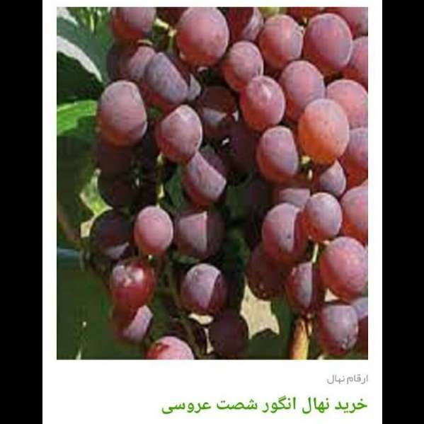 انواع ارقام نهال انگور
