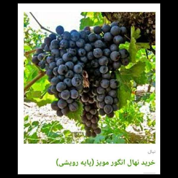 انواع ارقام نهال انگور