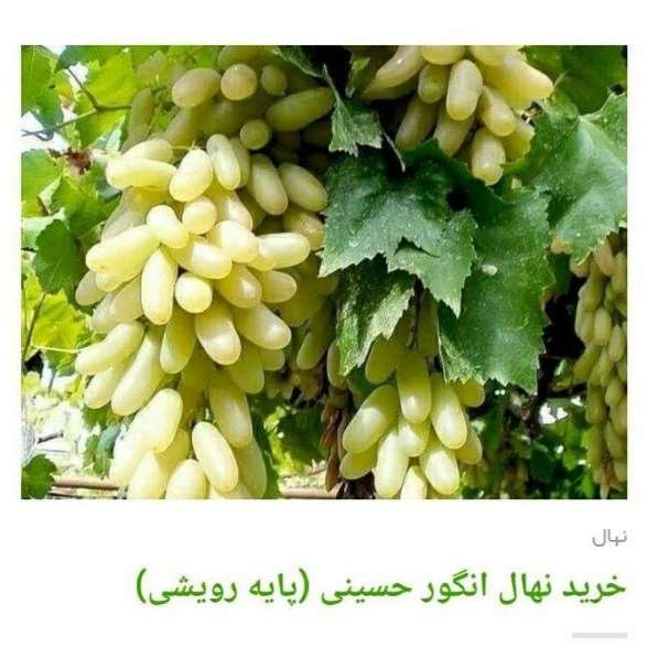 انواع ارقام نهال انگور