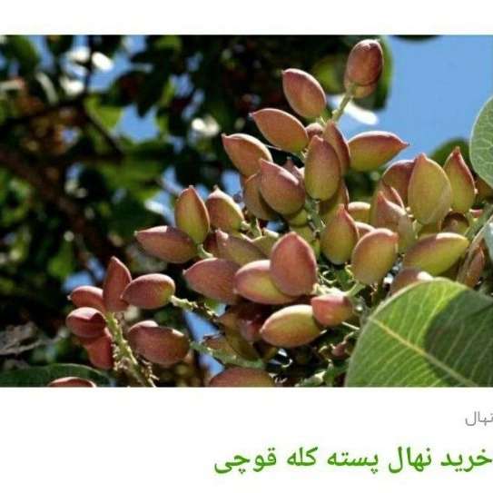 انواع ارقام نهال پسته