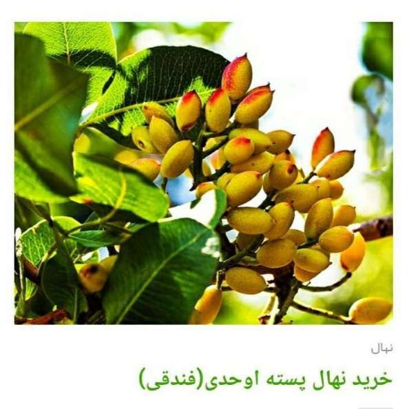 انواع ارقام نهال پسته