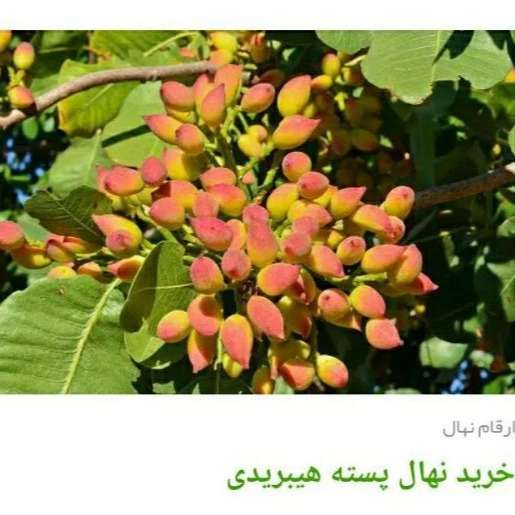 انواع ارقام نهال پسته