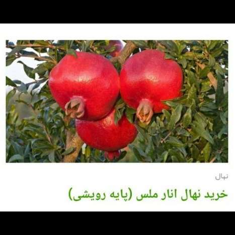 انواع ارقام نهال انار