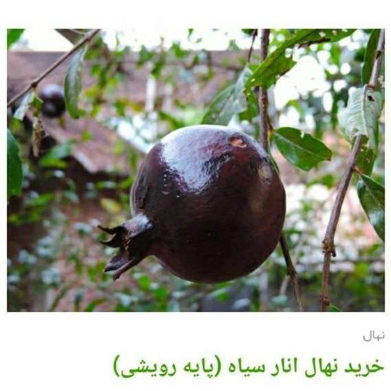 انواع ارقام نهال انار