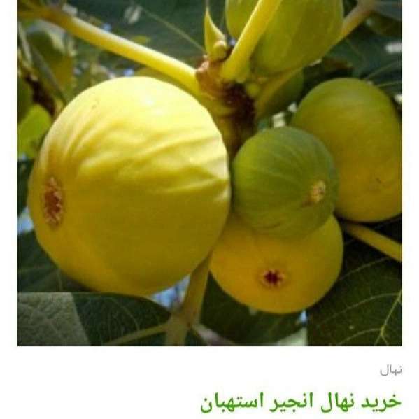 انواع ارقام نهال انجیر
