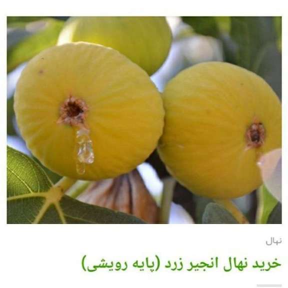انواع ارقام نهال انجیر