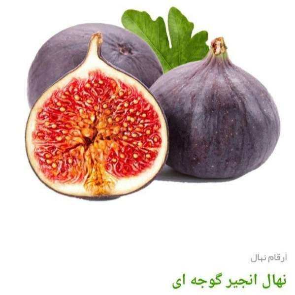 انواع ارقام نهال انجیر