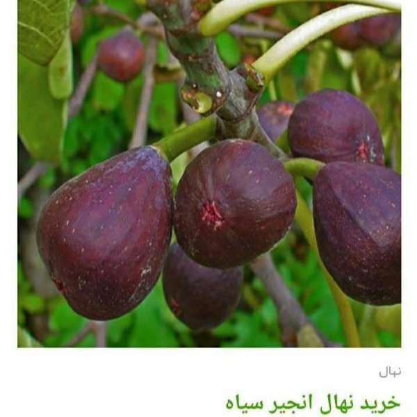 انواع ارقام نهال انجیر