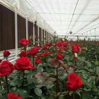 پیوندگل رز هلندی وشاخه بریده