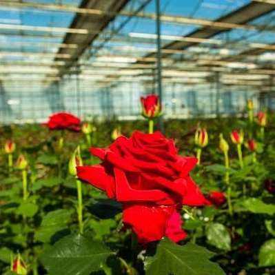 پیوندگل رز هلندی وشاخه بریده