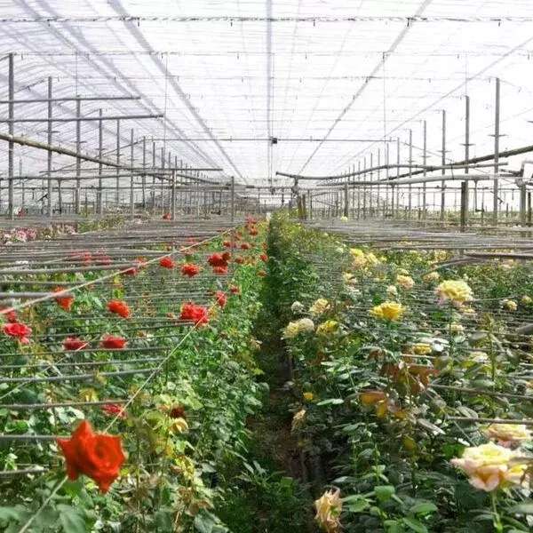 پیوندگل رز هلندی وشاخه بریده