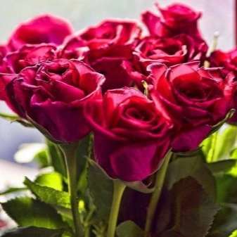 پیوندگل رز هلندی وشاخه بریده
