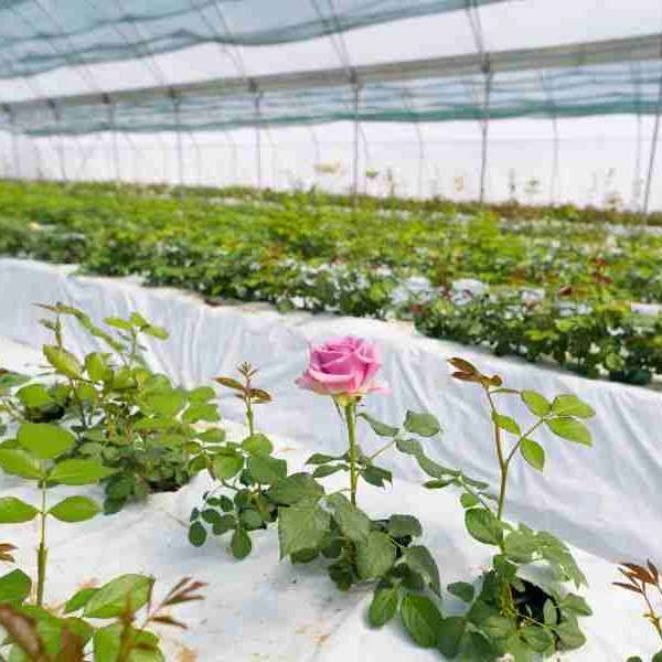 پیوندگل رز هلندی وشاخه بریده