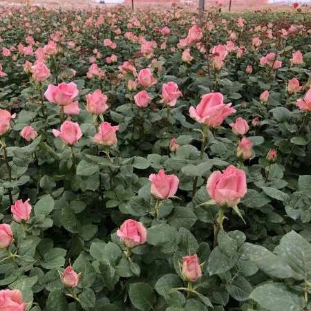 پیوندگل رز هلندی وشاخه بریده