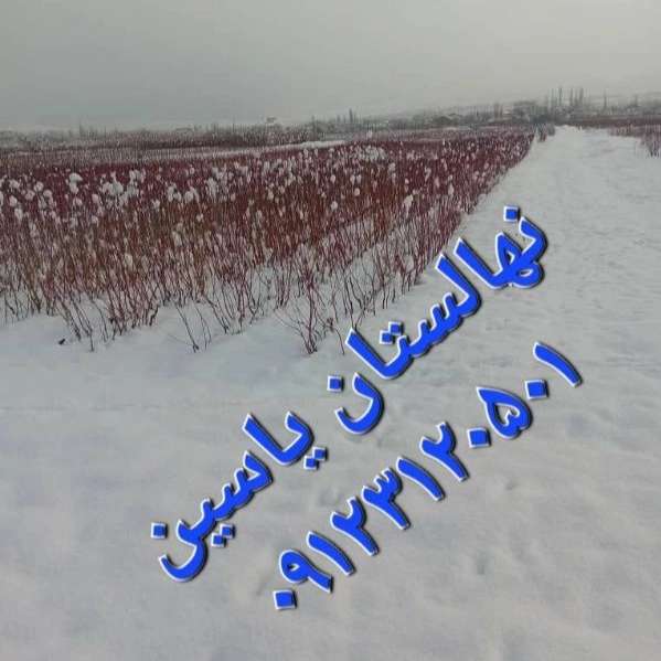 نهالستان یاسین