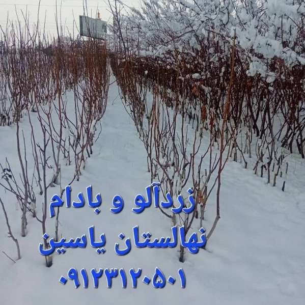 نهالستان یاسین