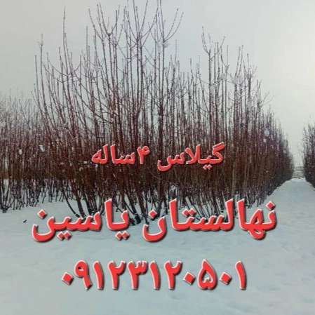 نهالستان یاسین