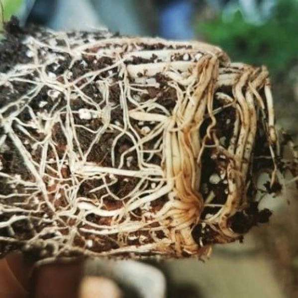 پیوندگل رز هلندی وشاخه بریده