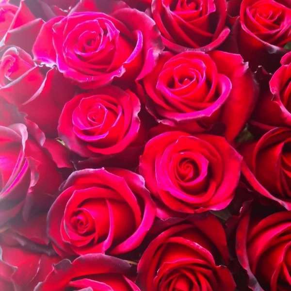 پیوندگل رز هلندی وشاخه بریده
