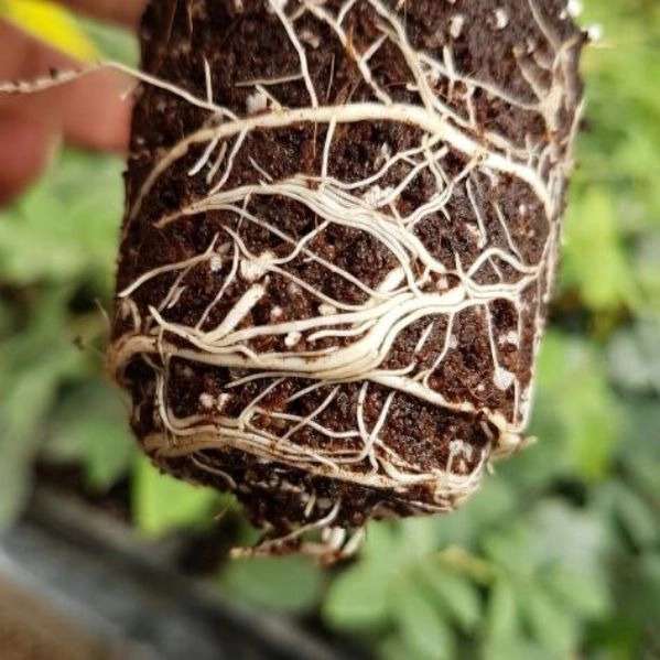 پیوندگل رز هلندی وشاخه بریده