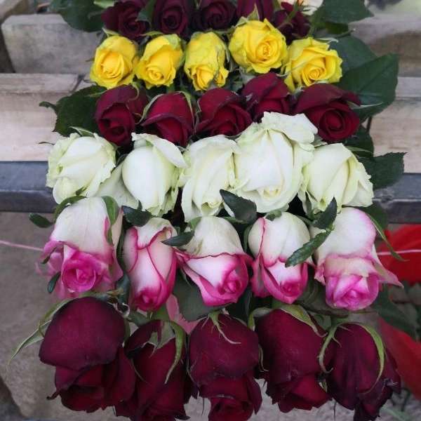 پیوندگل رز هلندی وشاخه بریده