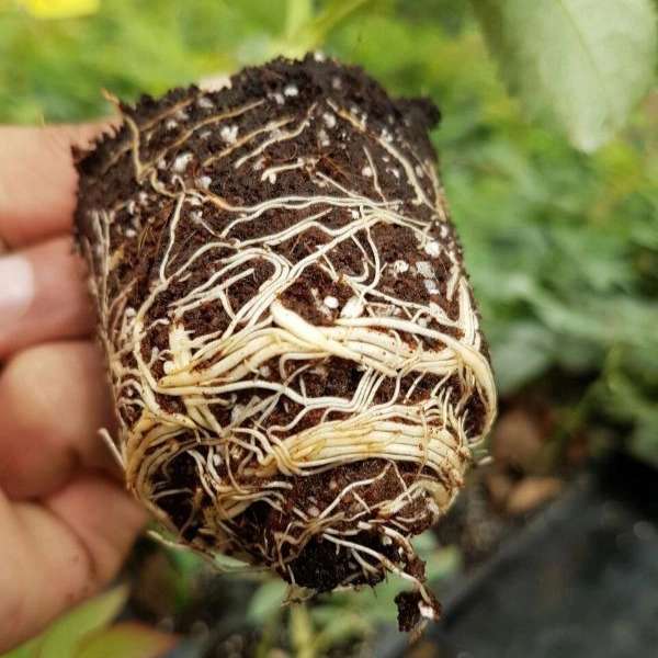 پیوندگل رز هلندی وشاخه بریده