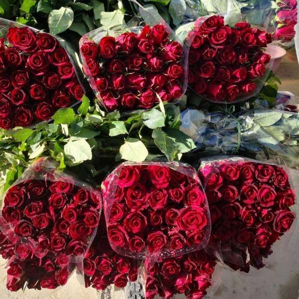 پیوندگل رز هلندی وشاخه بریده