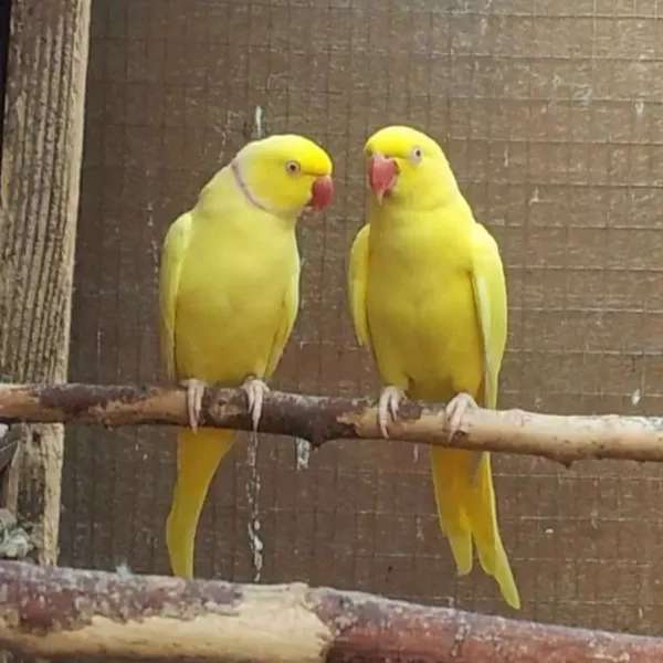 طوطی سانان کی پت
