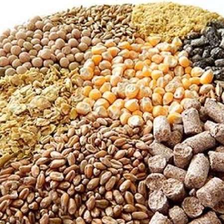 فروش عمده خوراک دام و طیور