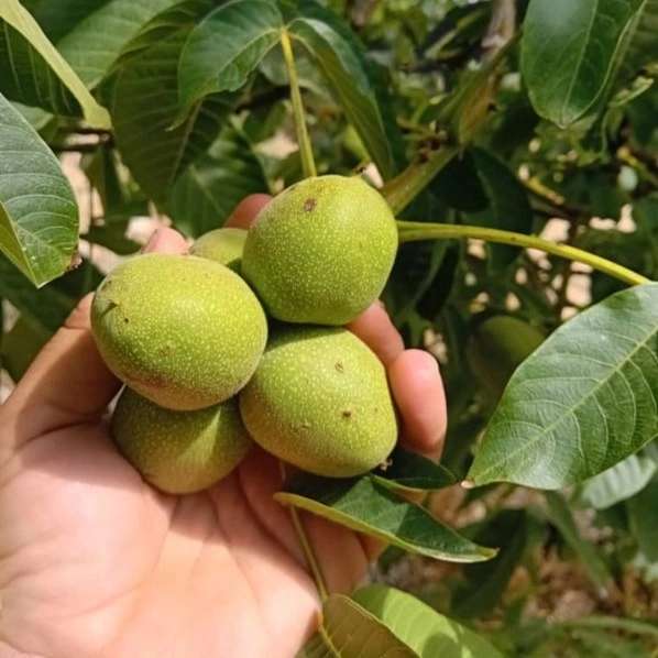 نهالستان یاسین