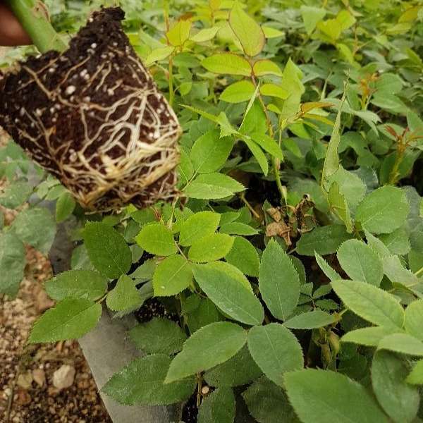 قلمه گل رز هلندی پروین