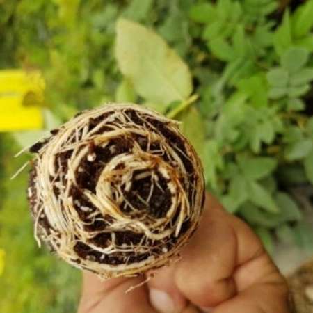 قلمه گل رز هلندی پروین