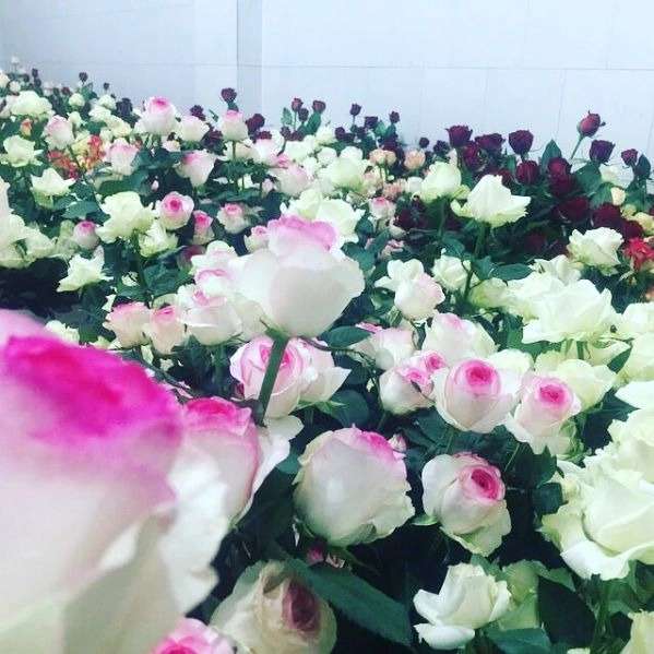قلمه گل رز هلندی پروین