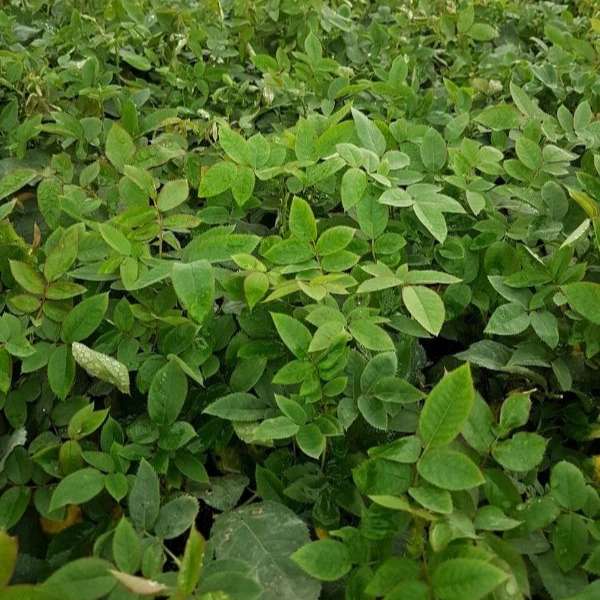 قلمه گل رز هلندی پروین