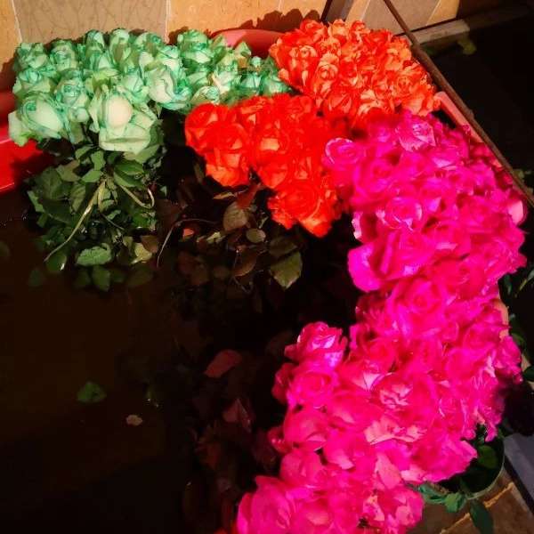 قلمه گل رز هلندی پروین