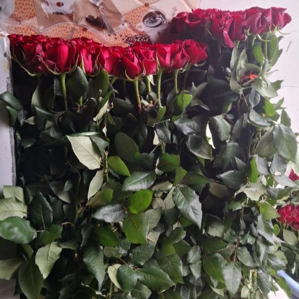 قلمه گل رز هلندی پروین